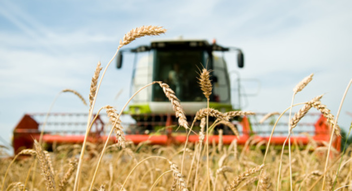 Weizenpreis aus Russland erreicht Siebenjahreshoch