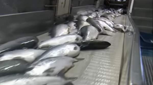 Geringe Fangquote treibt Preise für russischen Lachs in die Höhe