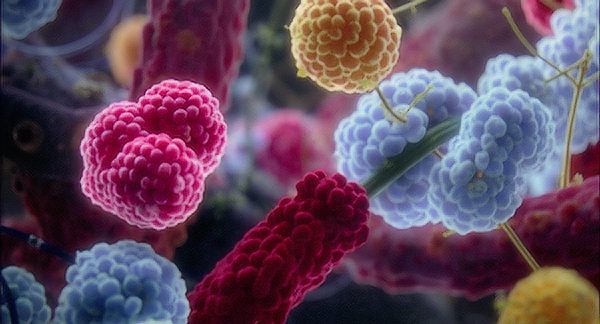 Biotechnologiemarkt in Russland hat 4,5 Milliarden Euro erreicht